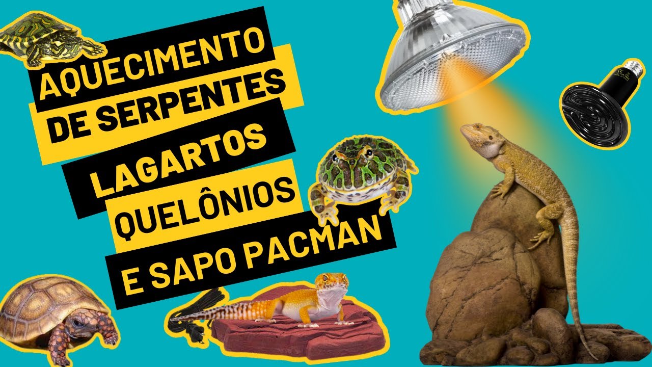 Tudo sobre aquecimento de serpentes, lagartos, quelônios e sapo pacman