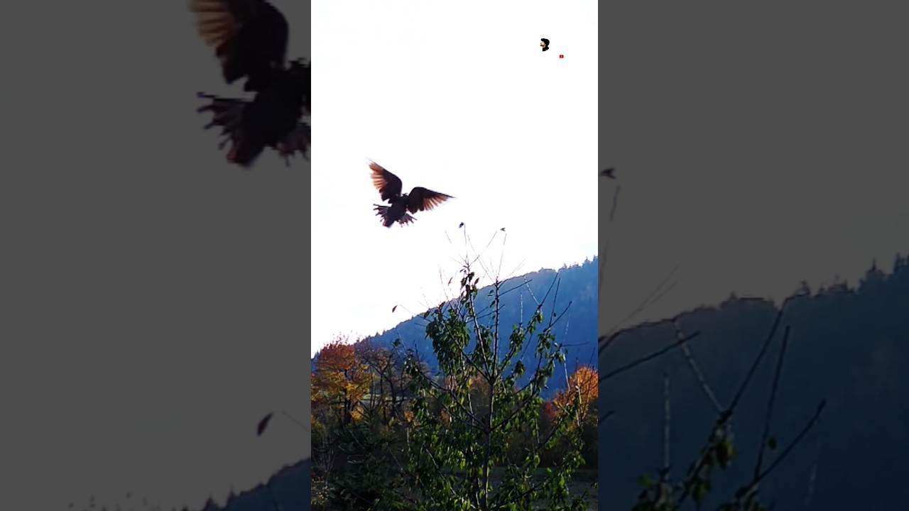 Небесный танец голубей 😱 🕊️ 