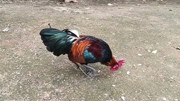 Tus Qaib f2 , f1 10/9/2025