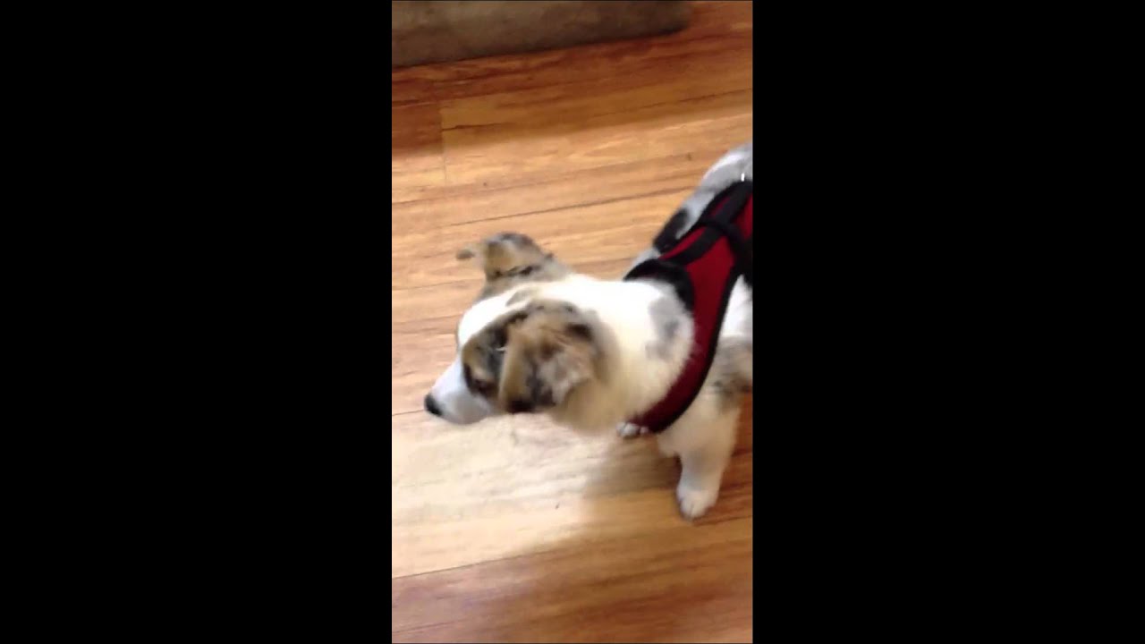 Corgi / Mini Aussie Mix?!