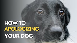 How to Apologizing and Rebuilding Trust with Your Dog