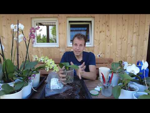 Orchideen umtopfen: Diese 7 Werkzeuge brauchst du wirklich