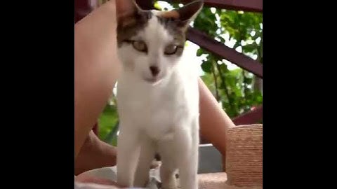 One-click AI animation video generation