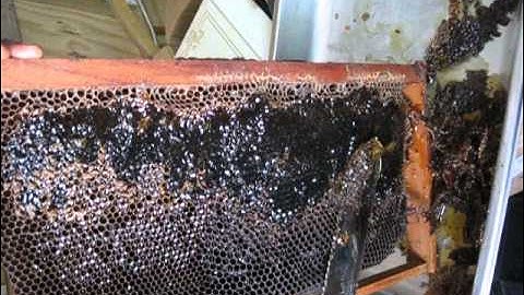 Hillside Honey  Uncapping Combs Video 1