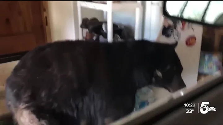 CPW says human-bear conflicts largely linked to trash