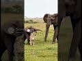 Elephant riding cheetah #funny #comedy