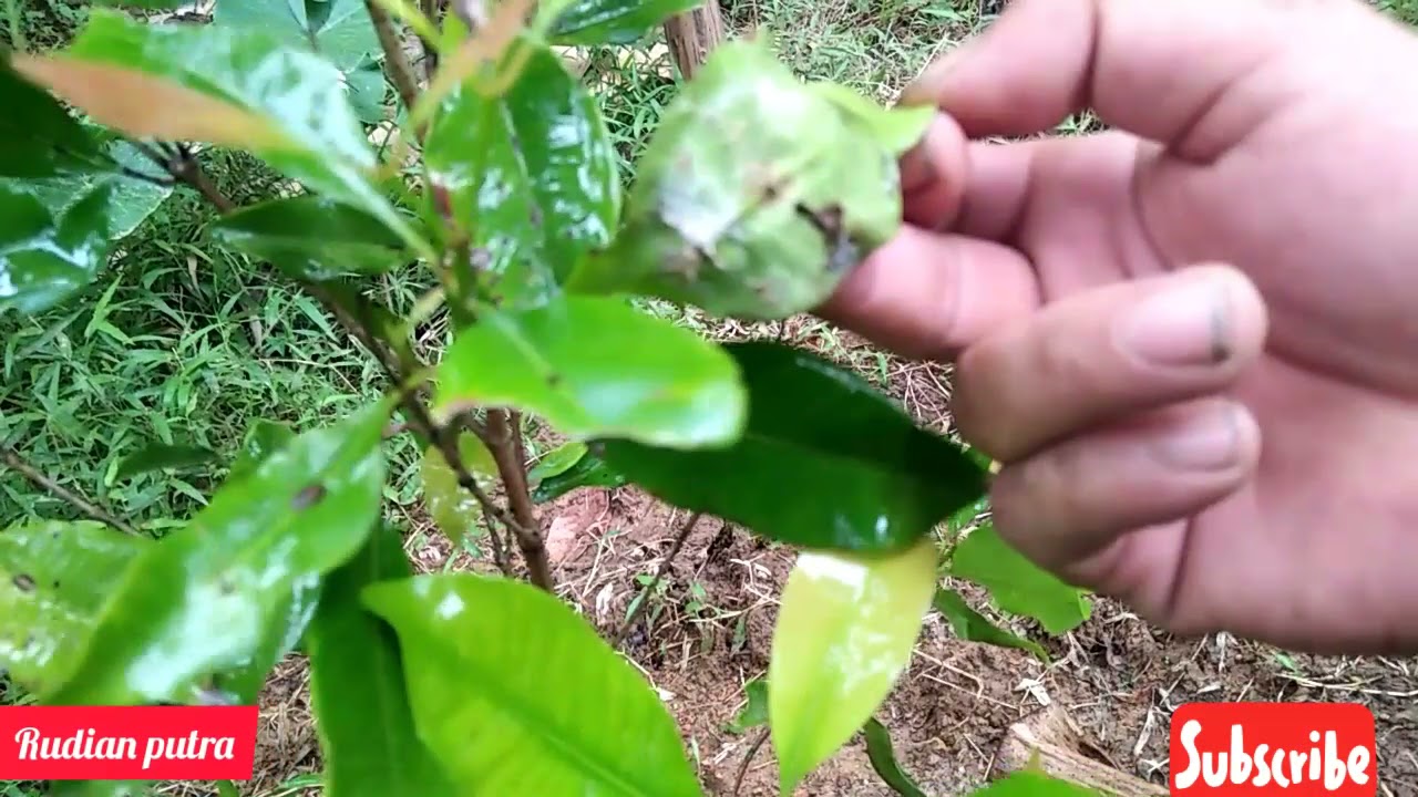 Cara Mempercepat Pertumbuhan Cengkeh usia satu tahun(pestisida/insektisida)