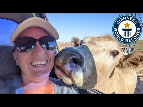 Is This The World's Smartest Cow? - Guinness World Records