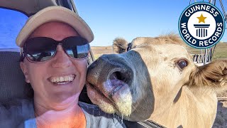 Is This The World's Smartest Cow? - Guinness World Records