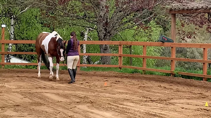 Elizabeth Kauffman (showmanship)