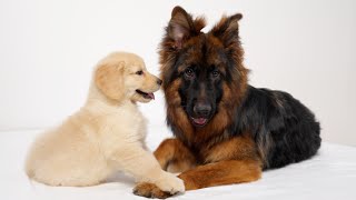 Golden Retriever Puppy Madly Obsessed With German Shepherd At First Meeting