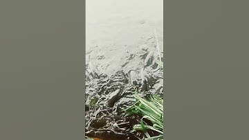 đàn trắm cỏ con nào cũng to và nhiều #memes #video #song #trending #fishing #fish