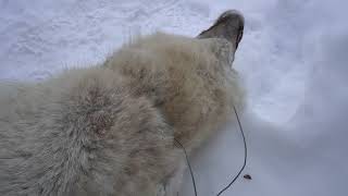 Wolf Trapping in Canada's North.