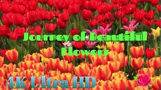 Nature of Beautiful flowers with relaxing music 💖💖|| Beautiful creation 💐video with relaxing music||