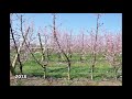4. Peach August Flame on Tatura Trellis Canopy Experiment 2015-2020