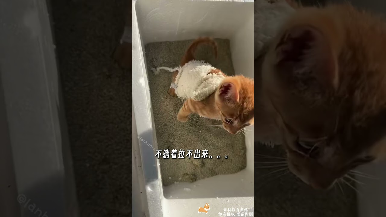 撸猫遛狗每一天。 