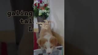 Angvgalint Mu Talaga Lily