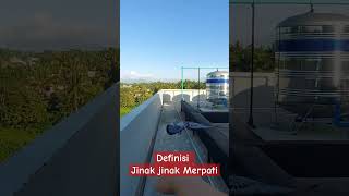 Beginilah Definisi Jinak Jinak Merpati merpati burungmerpati dara