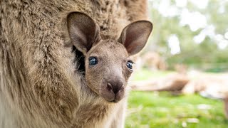 Clumsy Baby Kangaroo Learns To Hop   The Lifestyle of a Cute Baby