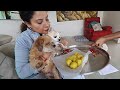 My DOGS Celebrating Rakshabandhan | Ss Vlogs :-)