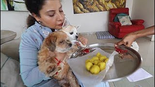 My DOGS Celebrating Rakshabandhan | Ss Vlogs :)