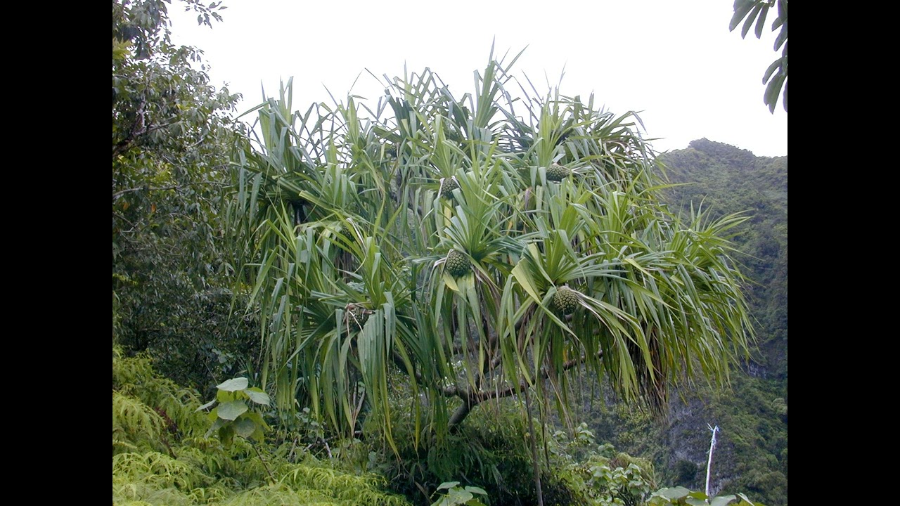 MOSIMOSI KOULA (AOTEAROA) 'IKA HA TO'A