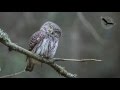 Žvirblinė pelėda (Glaucidium passerinum) Pygmy Owl, Воробьиный сыч