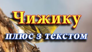 Чижику. Українська народна пісня (плюс з текстом)