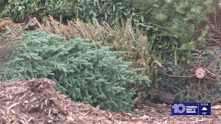 How to get rid of your Christmas tree across Tampa Bay