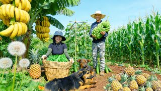 Harvest Farm Produce: Dandelion, Bananas, Pineapple, Cucumbers, Corn To Sell At The Market – Cooking