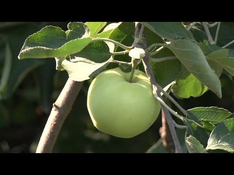 Садоводы района собрали небывалый урожай яблок