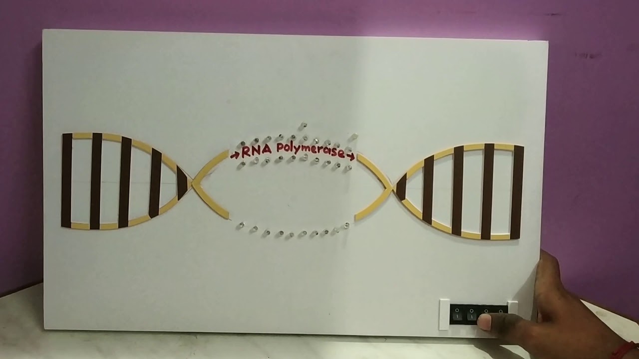 DNA Project - YouTube