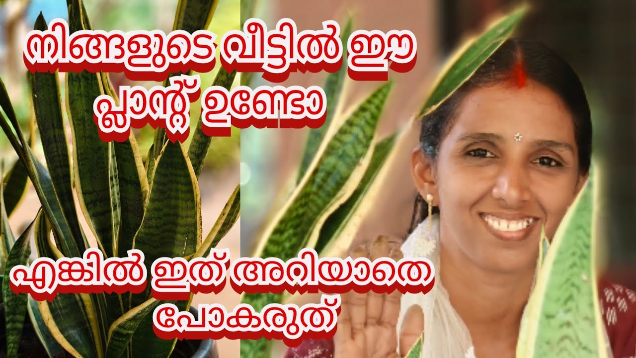 നിങ്ങളുടെ വീട്ടിൽ ഈ പ്ലാന്റ് ഉണ്ടോ എങ്കിൽ ഇത് അറിയാതെ പോകരുത് 