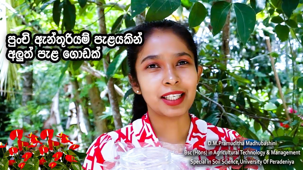 පුංචි ඇන්තූරියම් පැළයක් cut කරලා අළුත් පැළ බෝ කරගමු/ How to propagate anthuriums