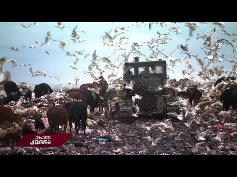 #ახალიკვირა ლუკმაპური ნაგავსაყრელიდან