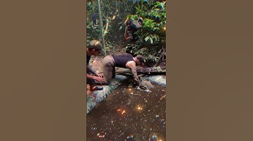 Unbelievable! 😱 Man Catches Huge Python With His Bare Hands! 🐍🔥