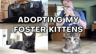 Adopting My Foster Kittens