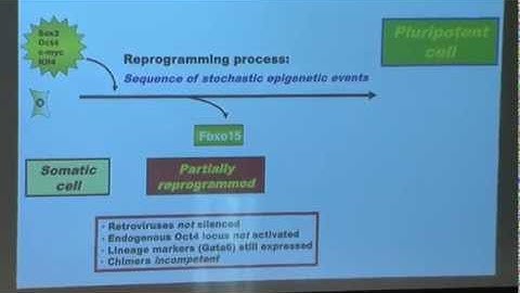 Rudolf Jaenisch, Ph.D., Stem Cells, Pluripotency and Nuclear Reprogramming