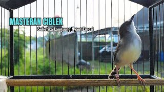 suara burung CIBLEK SEMI GACOR Ngebren Ampuh untuk Pancingan Ciblek Kristal dan Masteran Ciblek