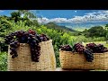 TIRANDO SUCO DA UVA - ALIMENTO DA TERRA - UVA CRIOLA.