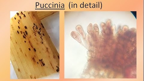 Puccinia  in detail | For B.Sc. and M.Sc. | ALL ABOUT BIOLOGY | BY JYOTI VERMA