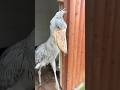 今日のおはようふたば(2026.6.9)【掛川花鳥園公式】