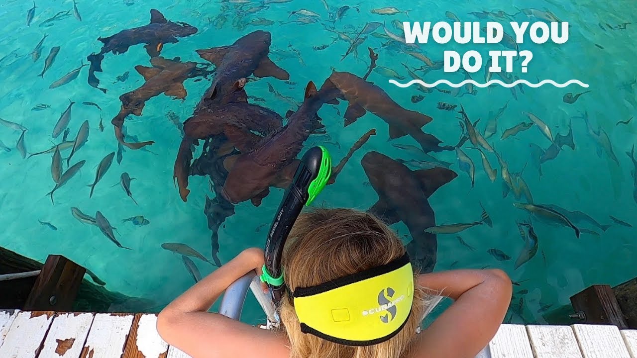 Swimming with Sharks!  #growinguponaboat #fountainepajotsaona47 #bahamas #sailing Ep 62