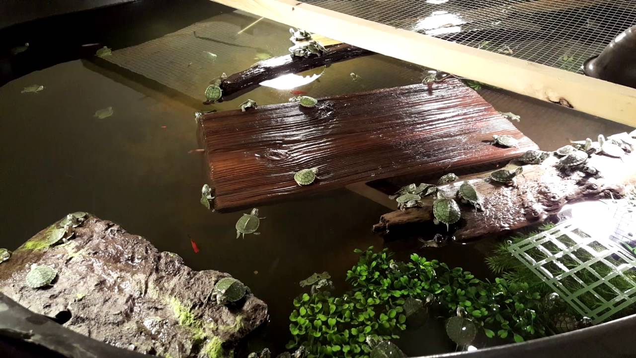 reptiles concept Got turtles?