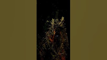 #اللهم_صلي_على_نبينا_محمد #المصحف #لايك #الرحمن #تلاوة_هادئة #راحة_نفسية