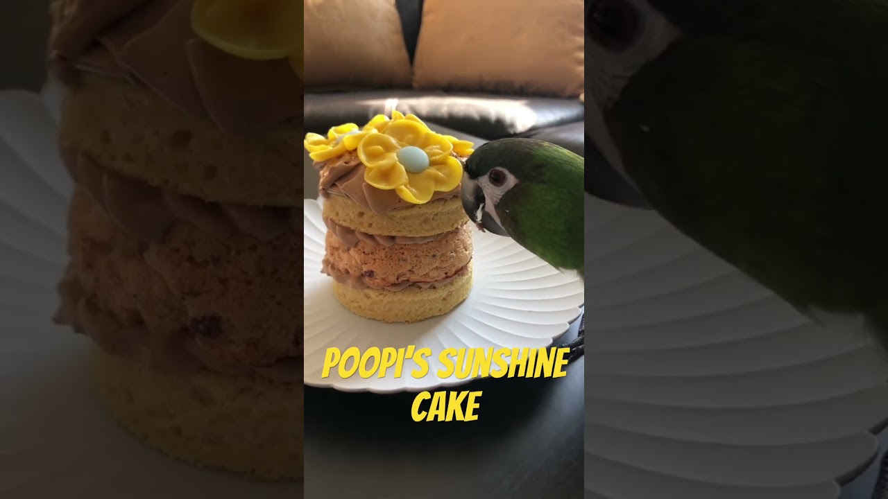 Pirate snacking on a Kyiv Cake showing support to our friend Yu Yu the crane