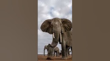 سورة الفيل #اكسبلور #duet #دويتو #answer #elephant #راحة_نفسية #ترند #تيك_توك #لا #nature