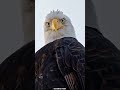 Why do we put a bandage on the eyes of a hawk?