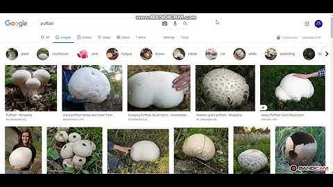 If i find a BFDI, BFDIA, BFB Character, the video ends.