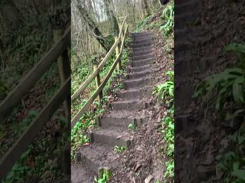 A walk to Hudswell Woods Richmond,Northyorkshire 💚🏃🏻‍♀️#shorts #uk #travel #nature #peace